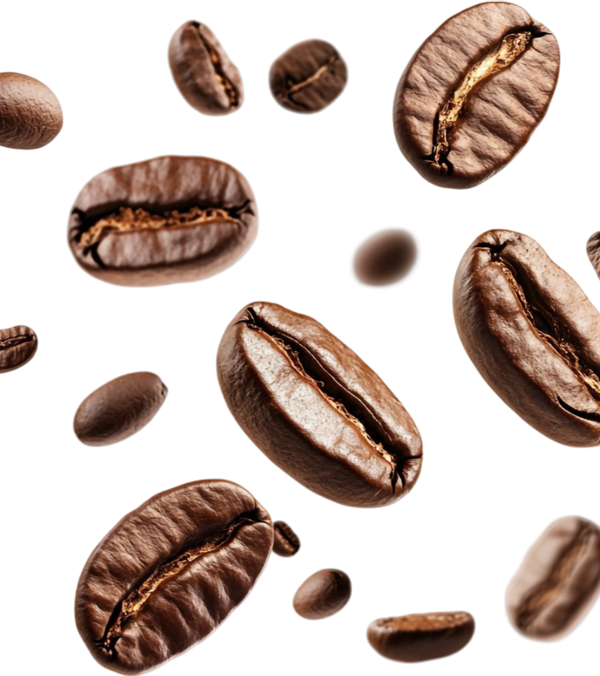 Bean 600x676